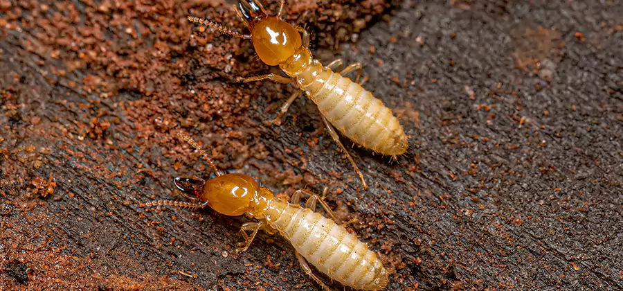 Natural Ant Hill Killer Treatment in Lake Oswego