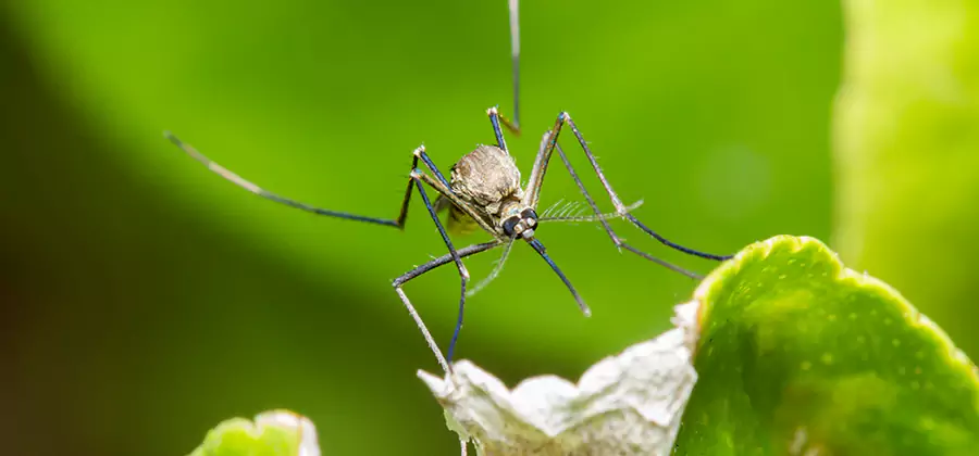 Natural Outdoor Mosquito Repellent in Lake Oswego