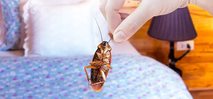 Bed Bug Inspection in Lake Oswego