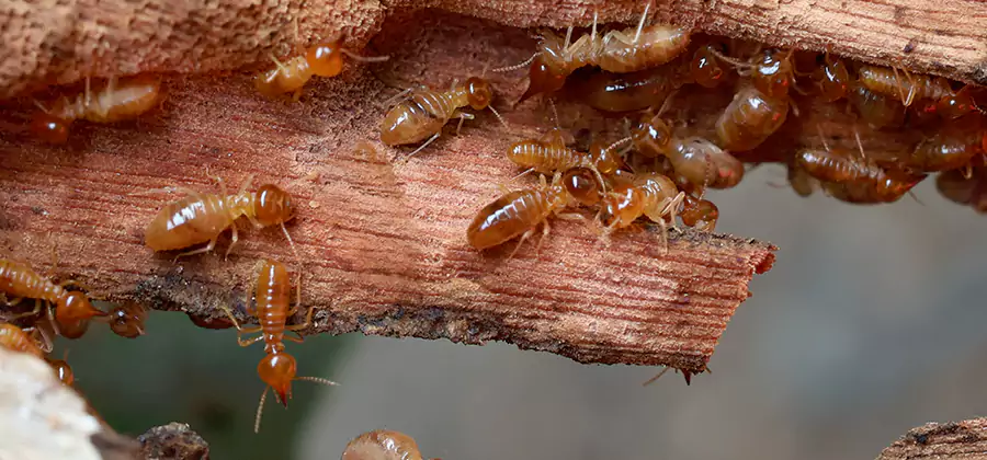 Termite Pest Management in Lake Oswego