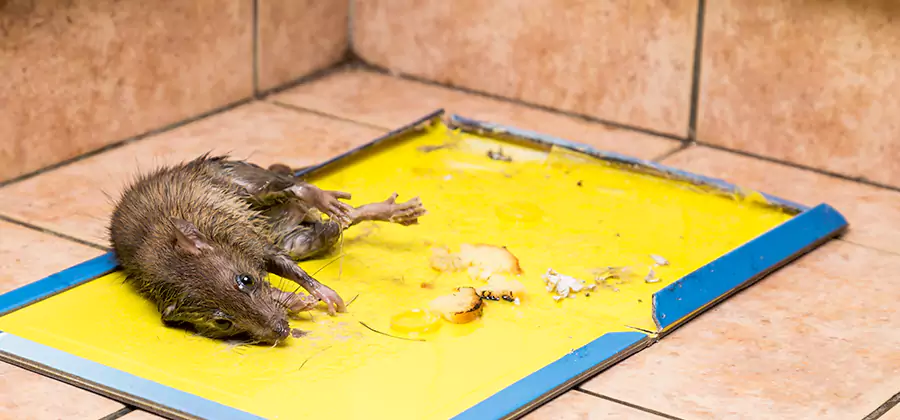 Rat Trapping Service In Lake Oswego