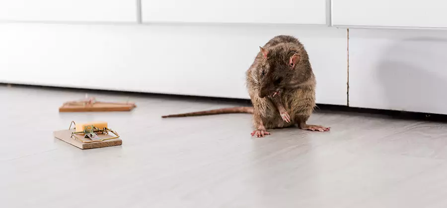 Rat Baiting Removal Service in Lake Oswego