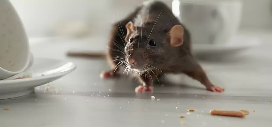 Attic Rat Exclusion Service in Lake Oswego