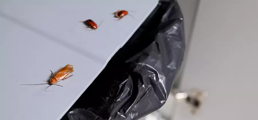 German Roach Pest Control in Lake Oswego