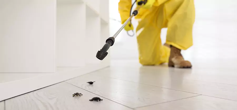 Roach and Bed Bug Exterminator in Lake Oswego