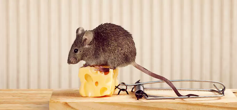 Commercial Rodent Exclusion Services in Lake Oswego