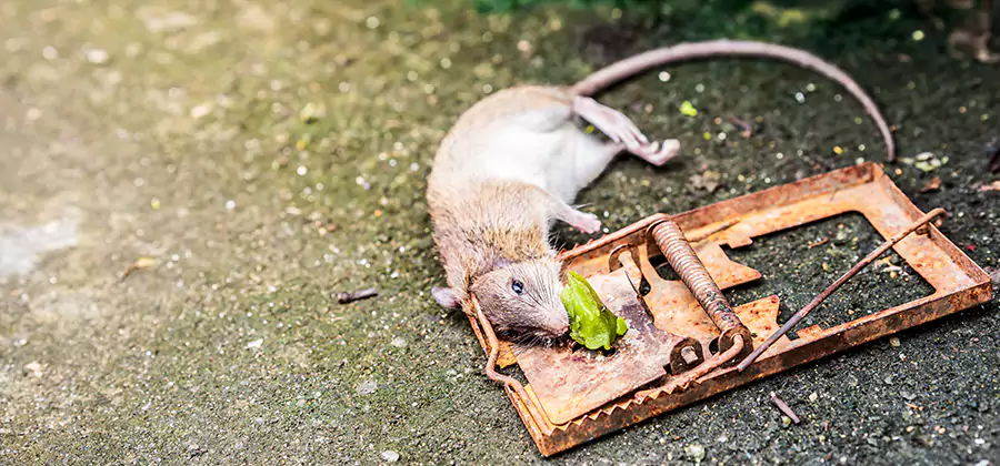 Rat Trapping in Lake Oswego