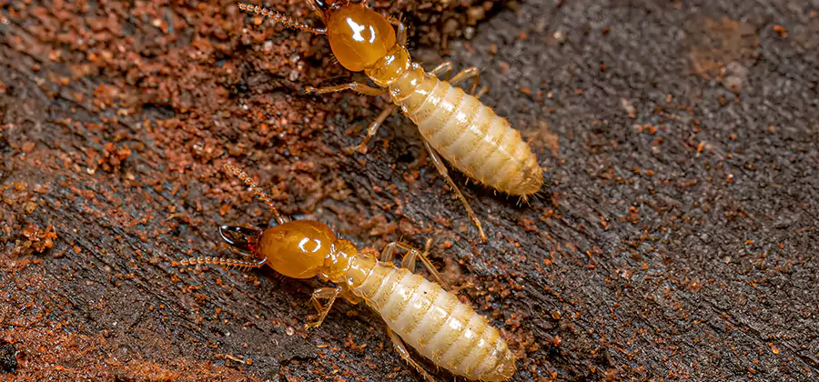 Sentricon Residential Termite Control in Lake Oswego