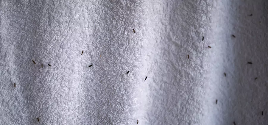 Small Black Ants in Bathroom Treatment in Lake Oswego
