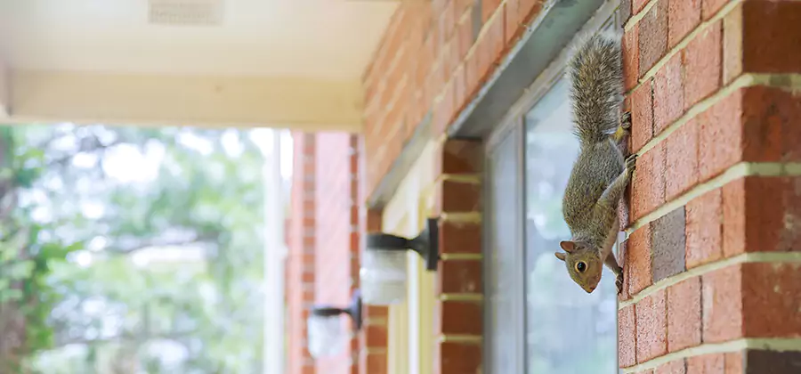 Squirrel Inside Walls Removal in Lake Oswego