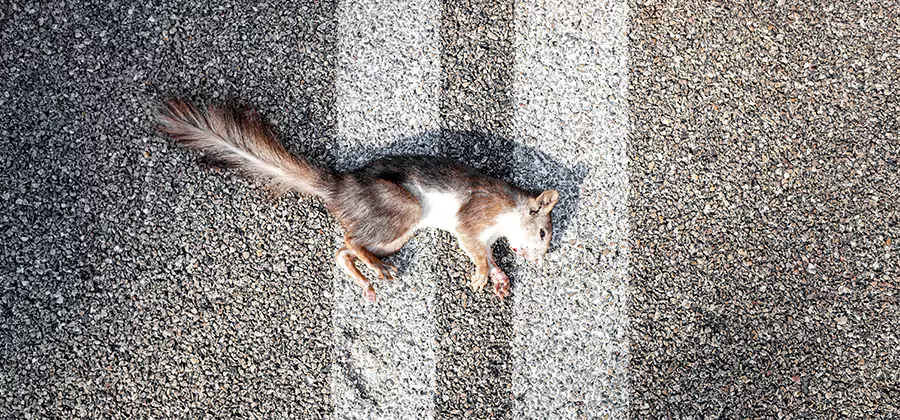 Dead Squirrel Removal in Lake Oswego