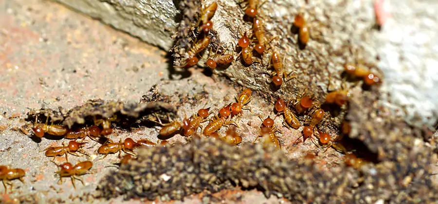 Wood Treatment and Localized Termite Solutions in Lake Oswego
