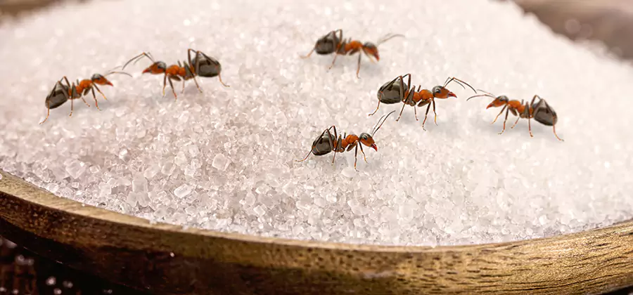 Indoor Sugar Ant Treatment in Lake Oswego