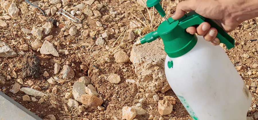 Heat Treatment Termite Cost in Lake Oswego
