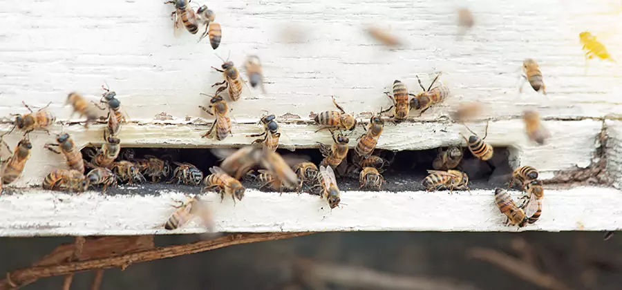 Residential Termite Fumigation in Lake Oswego