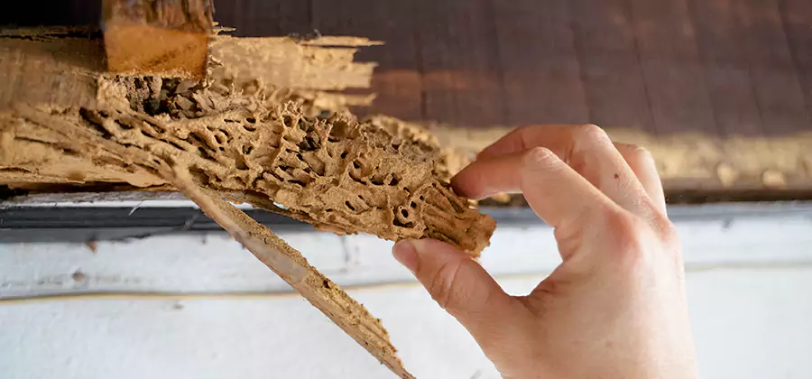 Pre-Purchase Termite Inspection in Lake Oswego