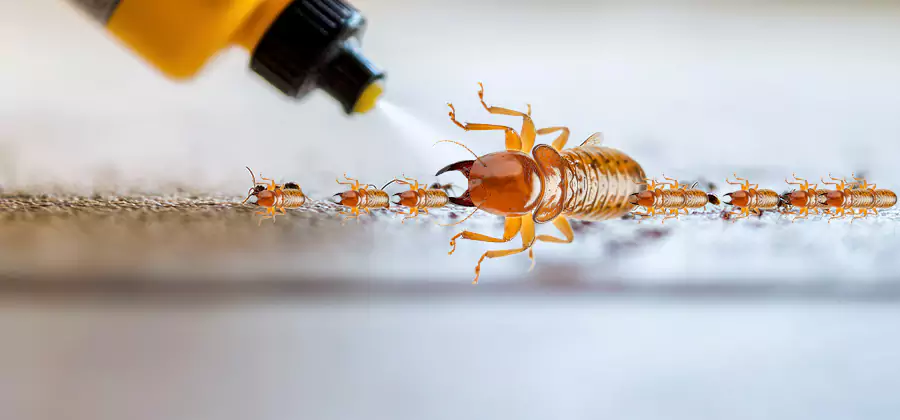 Foundation Termite Spraying Control in Lake Oswego