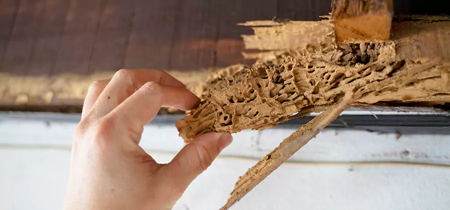 Pre-Construction Termite Treatment in Lake Oswego