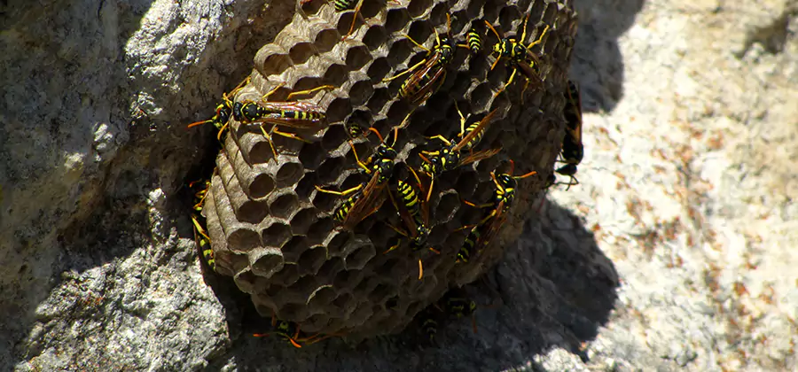 Wasp Nest in Tree Removal Lake Oswego