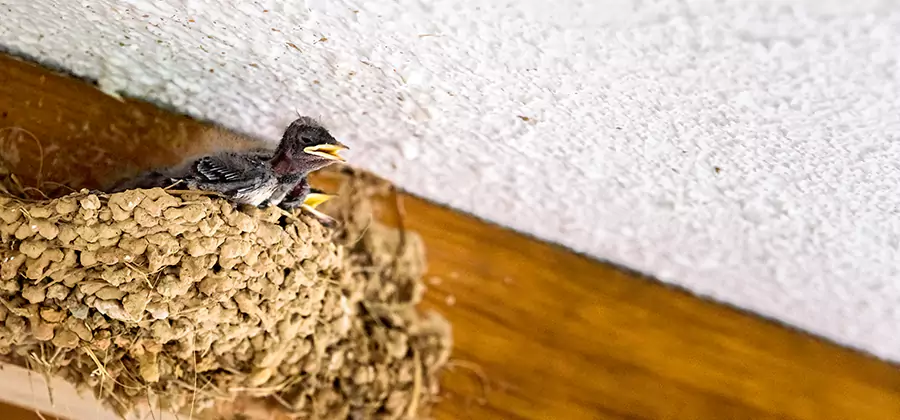 Bird Removal From House in Lake Oswego