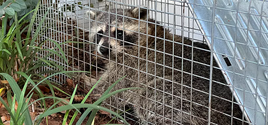 Wildlife Relocation Services in Lake Oswego