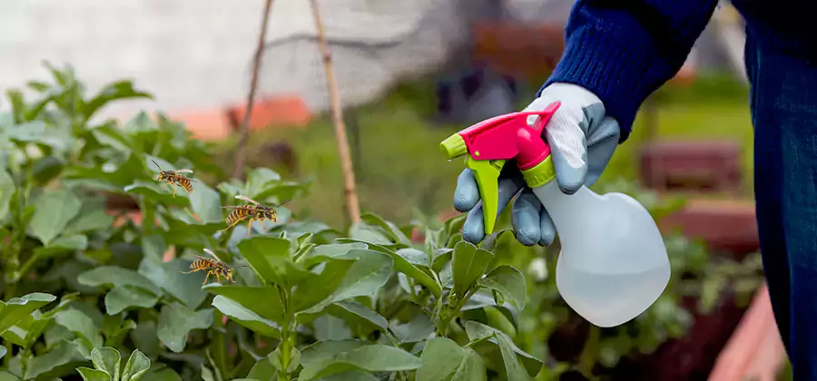 Yellow Jacket Pest Removal for Commercial Properties in Lake Oswego