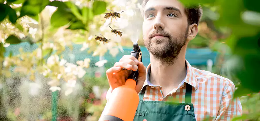 Yellow Jacket Wasp Removal in Lake Oswego