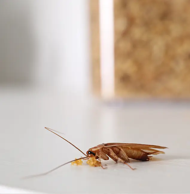 Why Lake Oswego Pest Control Pro Stands Out in Lake Oswego, OR?