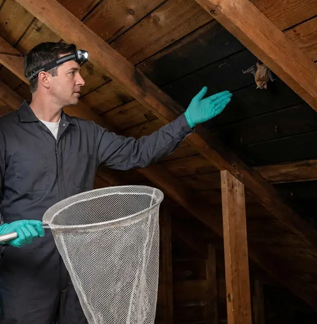 Why Lake Oswego Pest Control Pro Is the Right Choice in Lake Oswego, OR?
