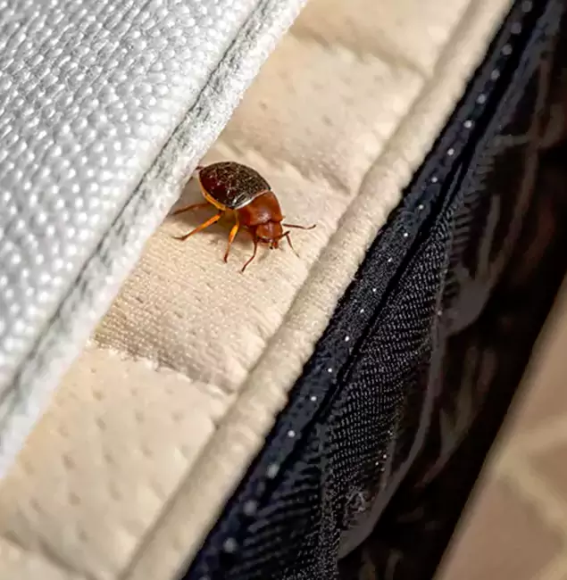 Why Choose Lake Oswego Pest Control Pro for Bed Bug Treatment at Home in Lake Oswego, OR?