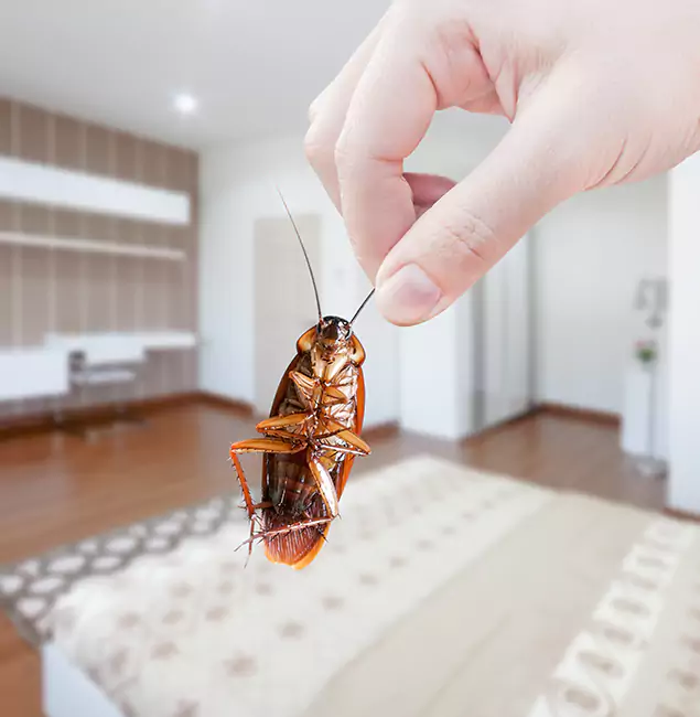 Why Lake Oswego Pest Control Pro Stand Out For Bed Bug Inspection in Lake Oswego, OR?