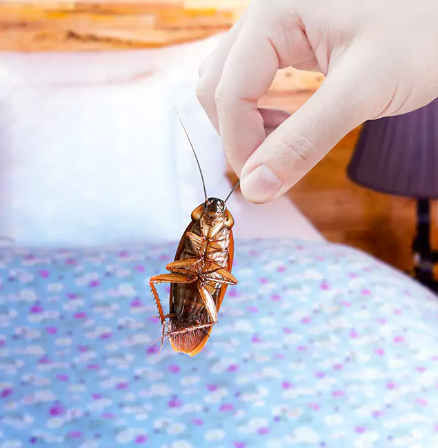 Why Choose Lake Oswego Pest Control Pro for Bed Bug Treatment in Lake Oswego, OR?