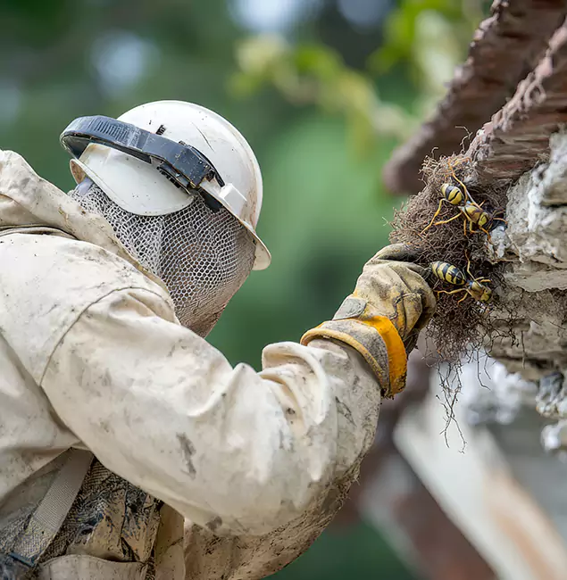 Why Lake Oswego Property Owners Choose Lake Oswego Pest Control Pro for Bee Exterminator?
