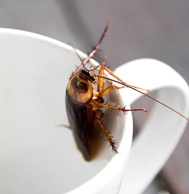 Why Lake Oswego, OR Residents Trust Lake Oswego Pest Control Pro for Cockroach Fumigation?