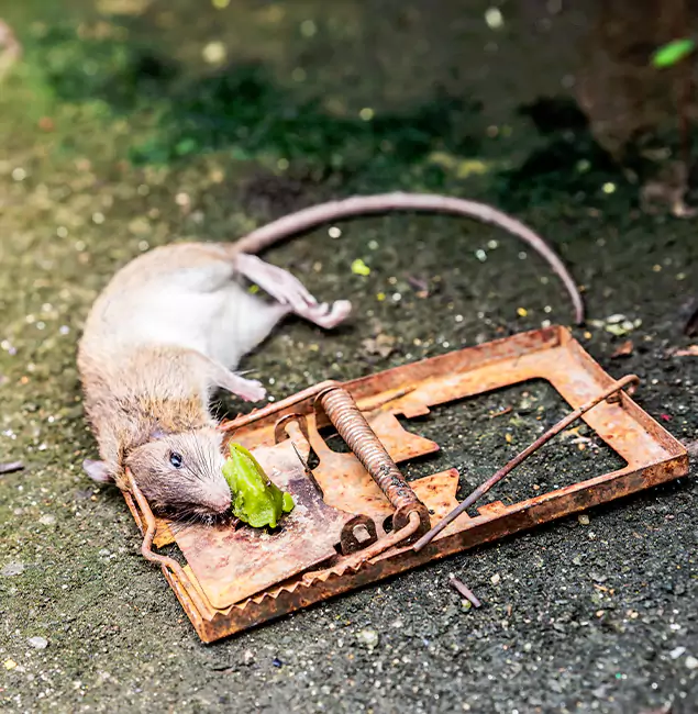 Why Lake Oswego, OR Homeowners Trust Lake Oswego Pest Control Pro for Rodent Removal?