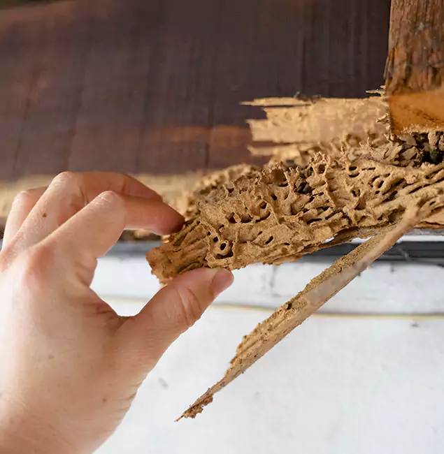Why Choose Lake Oswego Pest Control Pro in Lake Oswego, OR?