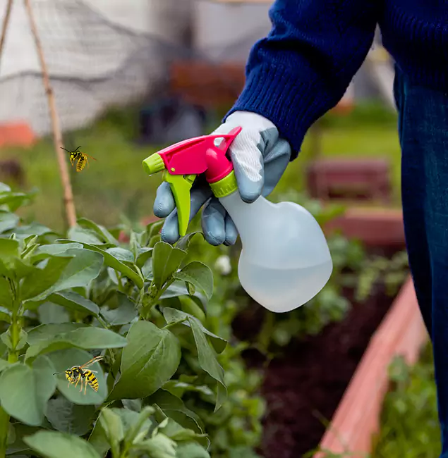 Why Lake Oswego Homeowners Choose Lake Oswego Pest Control Pro for Honey Bee Removal?