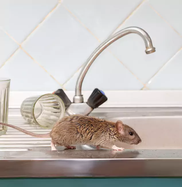 Why Lake Oswego, OR Trusts Lake Oswego Pest Control Pro for Humane Rodent Control?