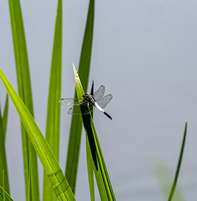 Why Lake Oswego Families Trust Lake Oswego Pest Control Pro for Mosquito Prevention?