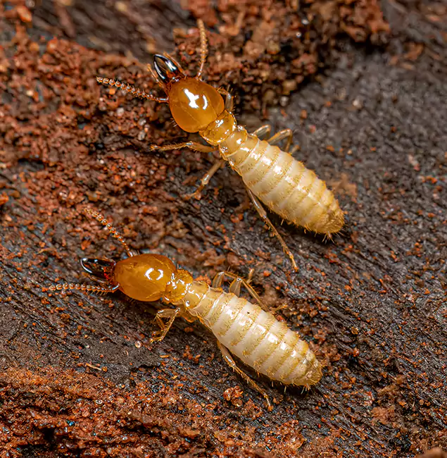 Why Choose Lake Oswego Pest Control Pro for Termite Treatment Without Tenting in Lake Oswego, OR?