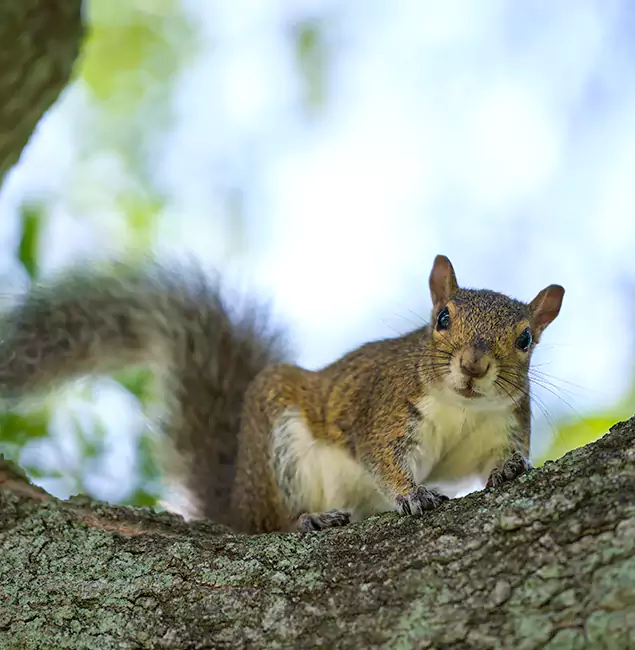 Why Lake Oswego, OR Relies on Lake Oswego Pest Control Pro for Squirrel Pest Control?