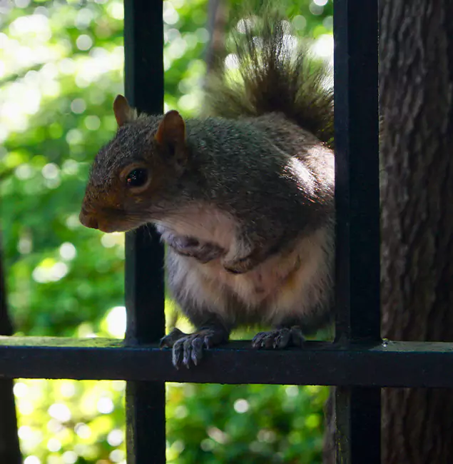 Why Lake Oswego, OR Chooses Lake Oswego Pest Control Pro for Squirrel Removal?