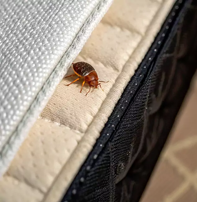 Why Lake Oswego Homeowners Trust Lake Oswego Pest Control Pro for Tick Treatment?