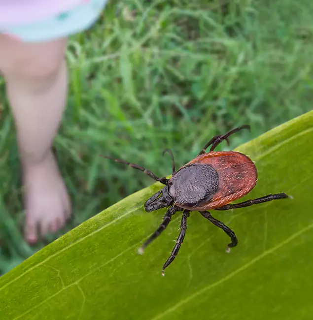 Why Lake Oswego Homeowners Choose Lake Oswego Pest Control Pro for Tick Extermination?