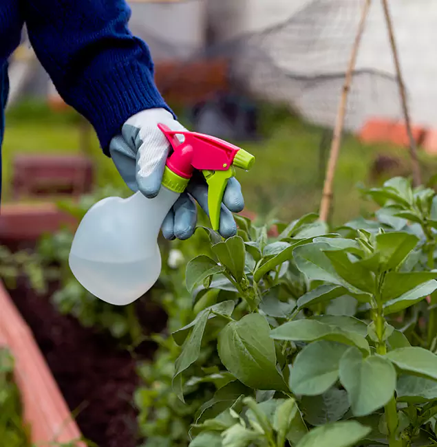 Why Lake Oswego Relies on Lake Oswego Pest Control Pro for Wasp Control Services?