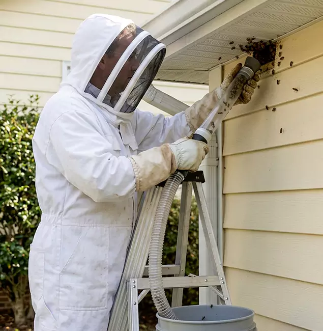 Why Lake Oswego Trusts Lake Oswego Pest Control Pro for Wasp Control?