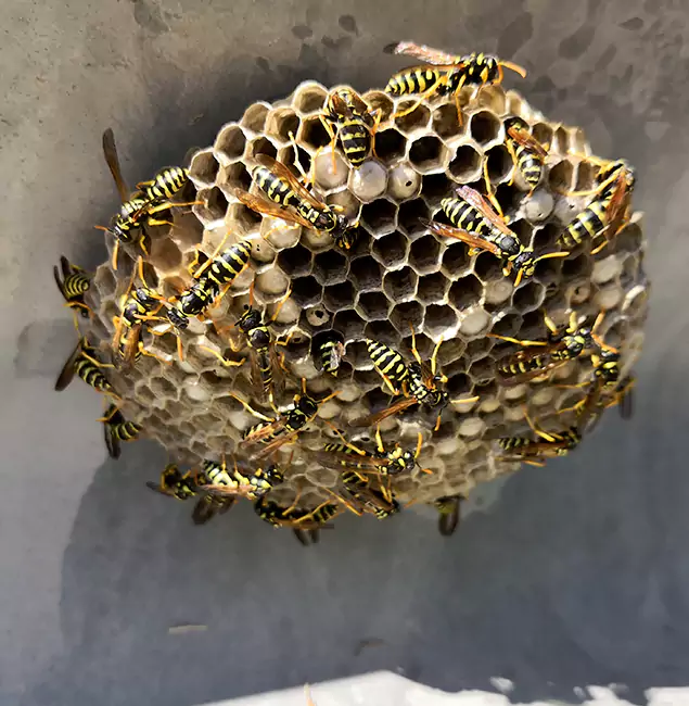 Why Lake Oswego Chooses Lake Oswego Pest Control Pro for Wasp Control Services?