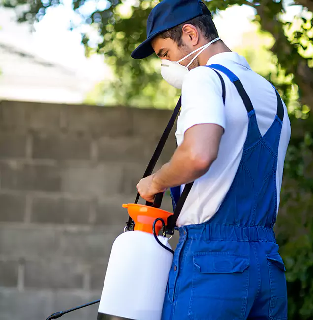 Why Lake Oswego Pest Control Pro Is the Right Choice for Yellow Jacket Removal in Lake Oswego, OR?
