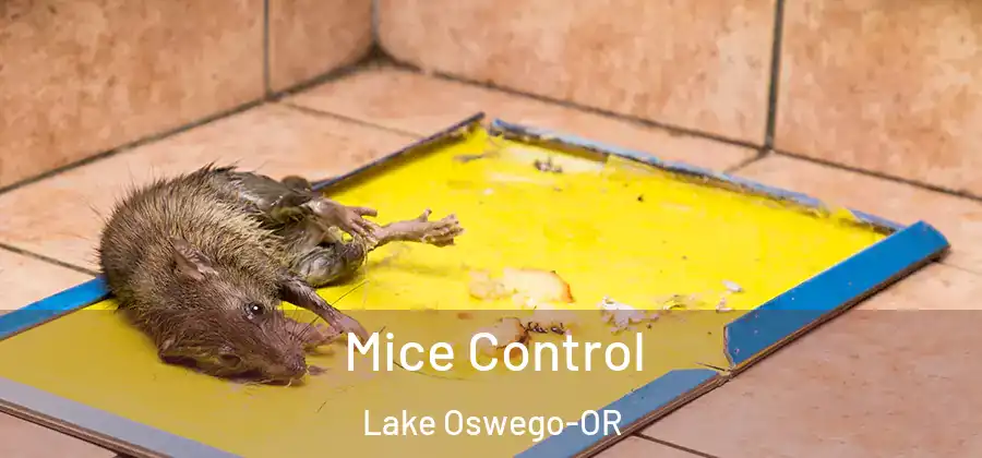 Mice Control Lake Oswego-OR