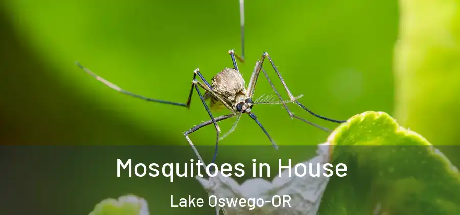  Mosquitoes in House Lake Oswego-OR